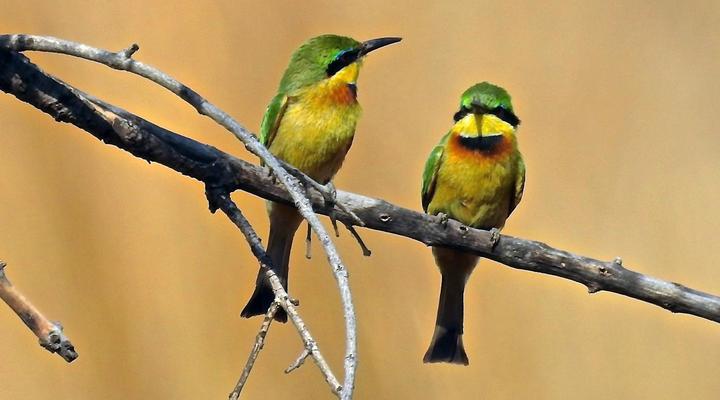 Hayward's Safari House