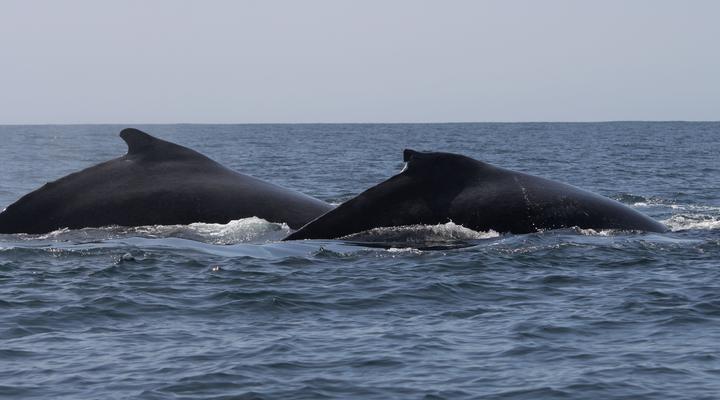 Morrumbene Beach Resort