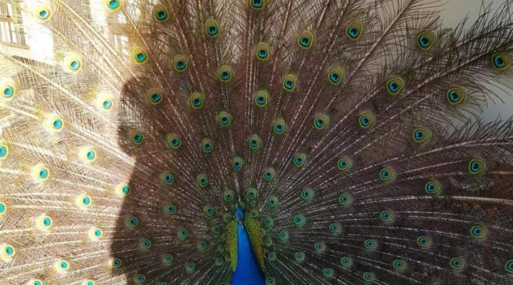 Bahama Self-Catering Long Acres