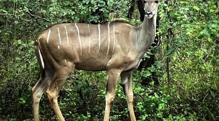 Kierieklapper River House