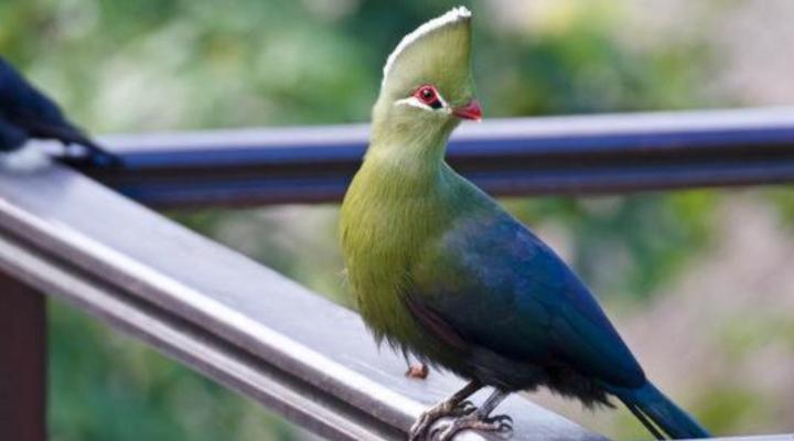 Normarie's Guesthouse Wilderness 2 Rack