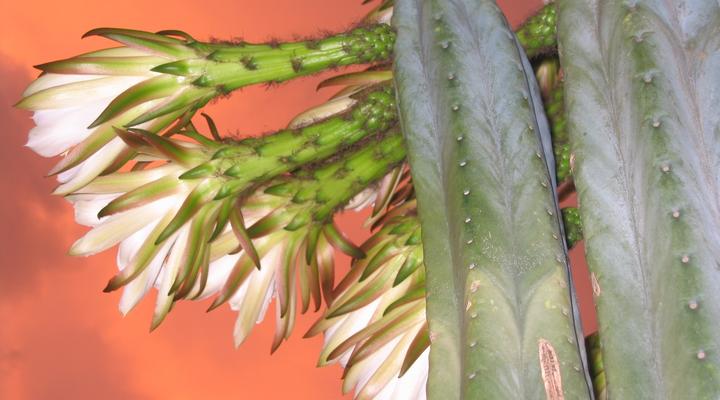 Die Groenhuis Guest House