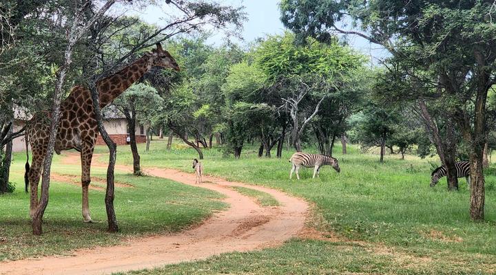 Buyskop Lodge, Conference & Spa