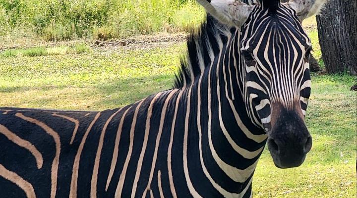 Buyskop Lodge, Conference & Spa