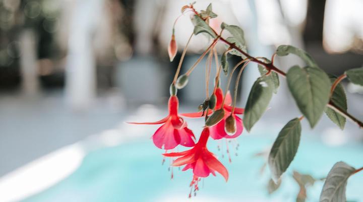 The Symphony Guesthouse