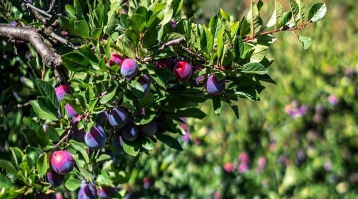 Balie's Gat Camp and Accommodation