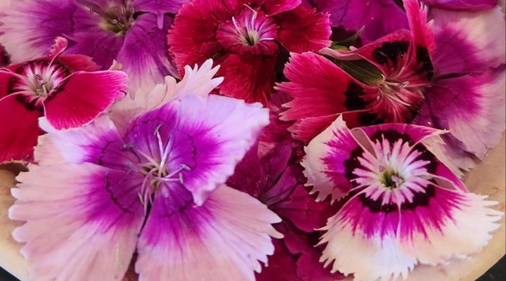 Bella Bohemia Spa, Venue and Guest Farm