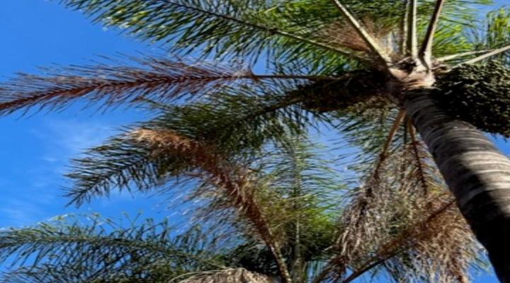 Lemontree Self-catering Apartments