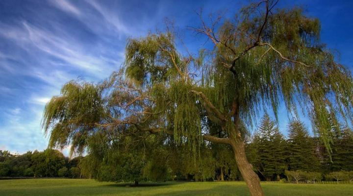 Pecan Grove Guesthouse