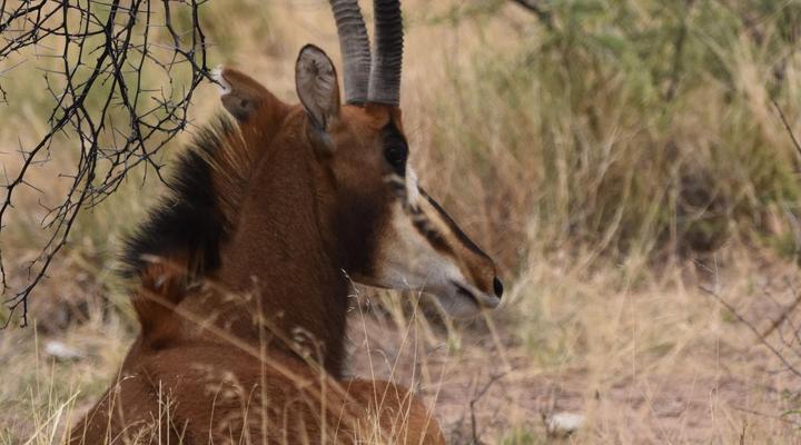 Kameeldoring Glamping Namibia