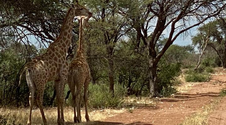 Kameeldoring Glamping Namibia