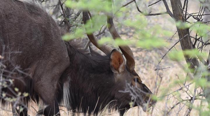 Kameeldoring Glamping Namibia