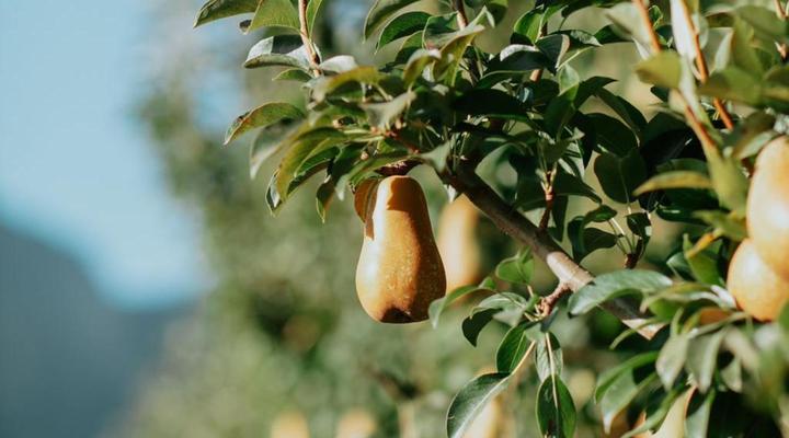 Mont Rouge Self-Catering