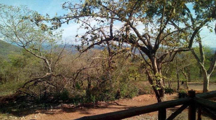 Hazyview Buffalo Game Lodge