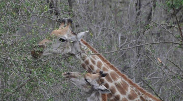 Hazyview Buffalo Game Lodge