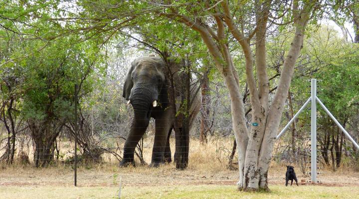 Thorn Tree Bush Camp - Tented camps and cabins