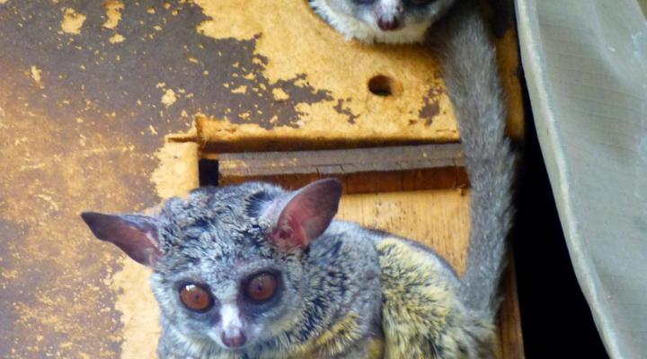 Thorn Tree Bush Camp - Tented camps and cabins