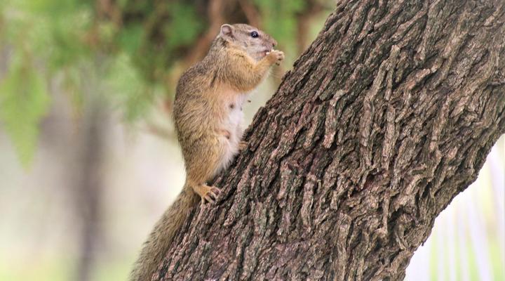 Thorn Tree Bush Camp - Tented camps and cabins