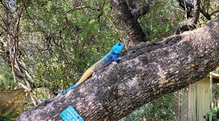 Thorn Tree Bush Camp - Tented camps and cabins