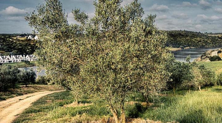 Oudewerfskloof Olive Farm