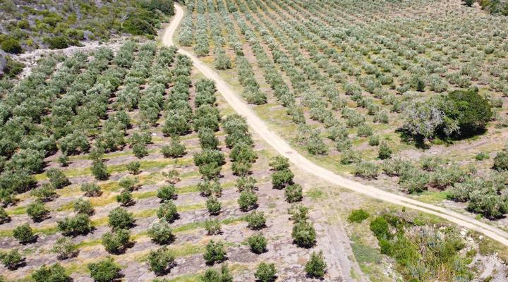 Oudewerfskloof Olive Farm
