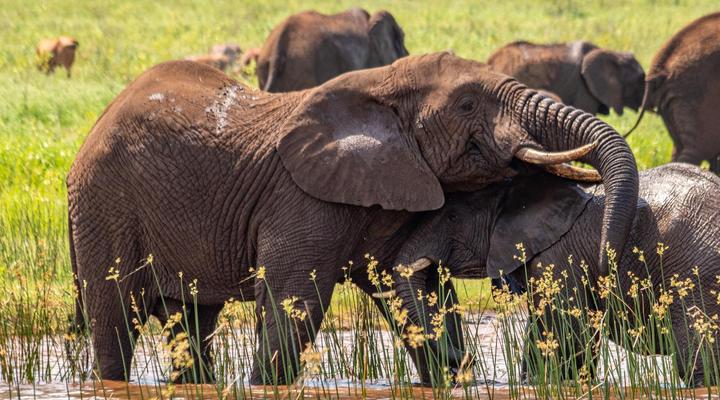AfriCamps at White Elephant Safaris