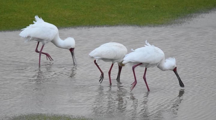 Goose Valley Golf Estate-Unit B5 