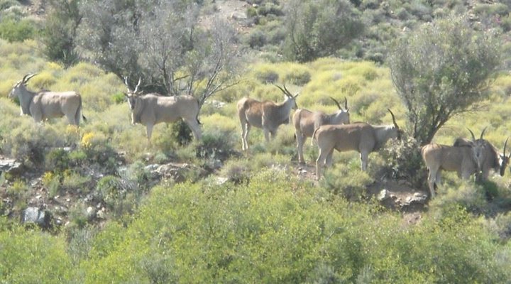 Kareekloof Conservancy - Waterfall Cottage