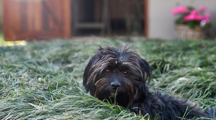 Gowan Valley Guest Farm