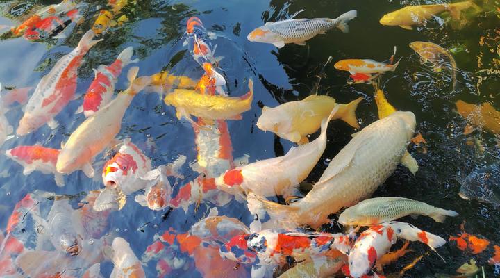 DeVosRus Guesthouse (No Loadshedding)Selfcatering