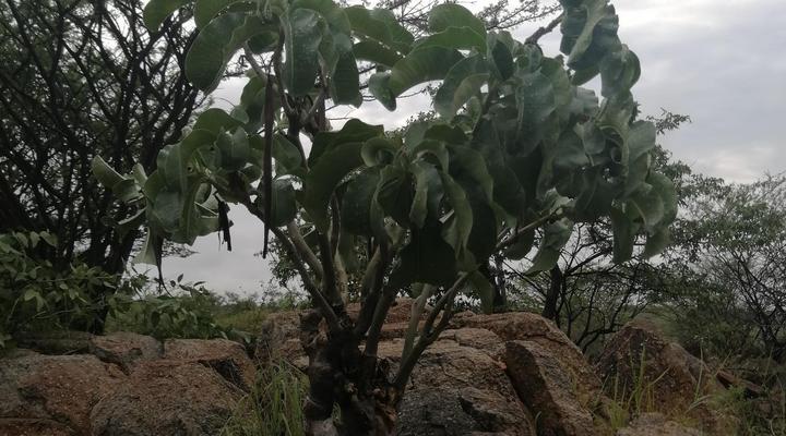 Ann's Self-catering and Camping