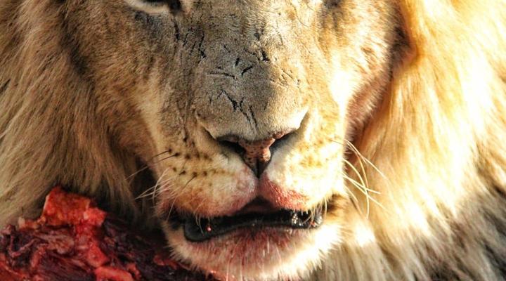 Zanchieta Wildlife Rescue and Lodge