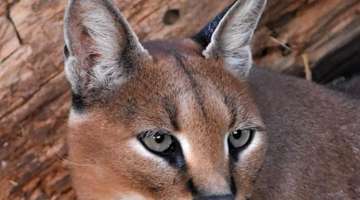 Zanchieta Wildlife Rescue and Lodge