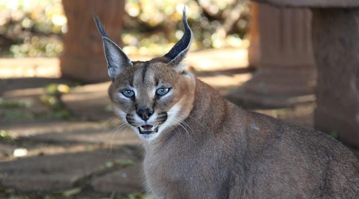 Zanchieta Wildlife Rescue and Lodge