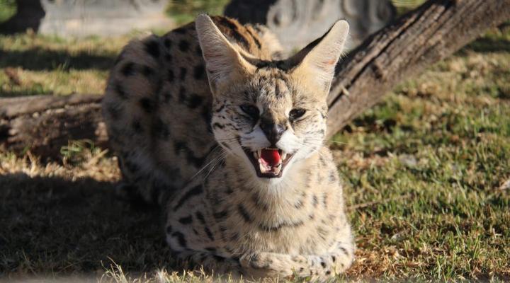 Zanchieta Wildlife Rescue and Lodge