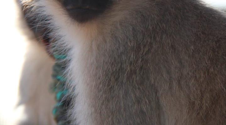 Zanchieta Wildlife Rescue and Lodge