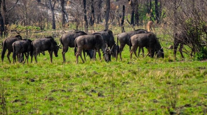 Mela Luxury Game Lodge