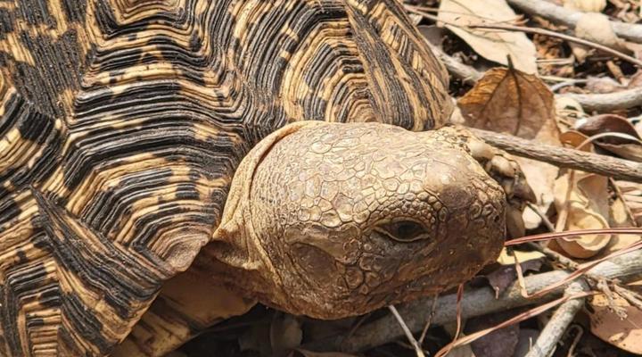 Bush Paradise Vacations