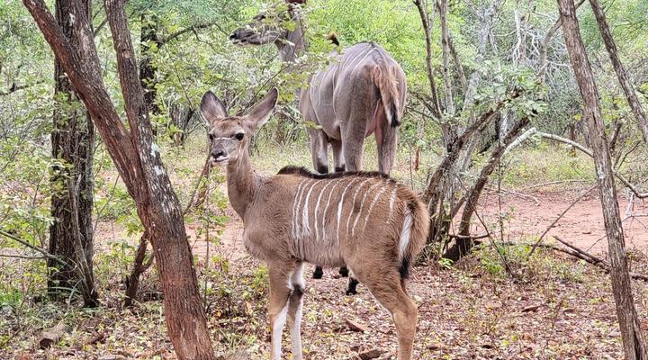 Bush Paradise Vacations