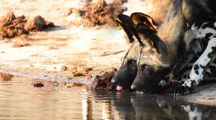 Mohlabetsi Self Catering Bush Lodge