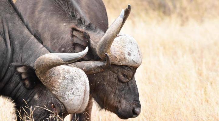 Mohlabetsi Self Catering Bush Lodge