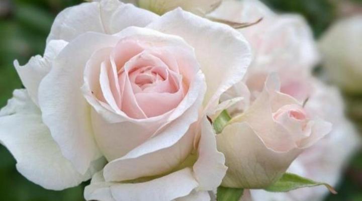 Sandton Spring Guest House