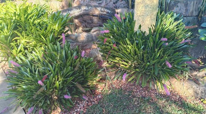 Leopards and Louries Bush Lodge