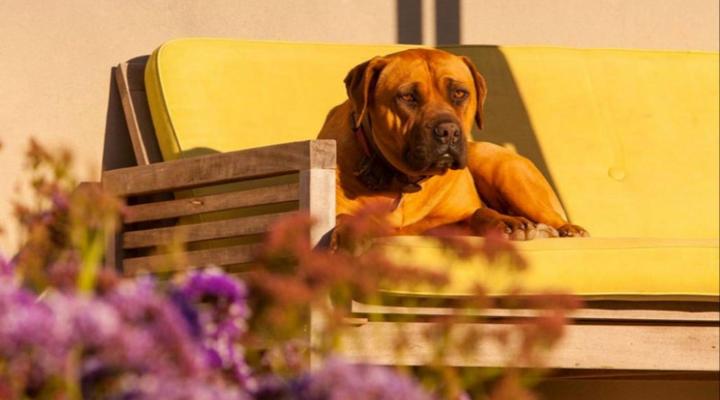 Domaine Coutelier Apartments