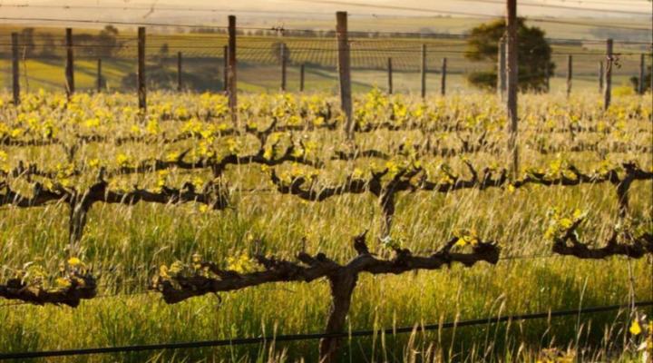 Domaine Coutelier Apartments