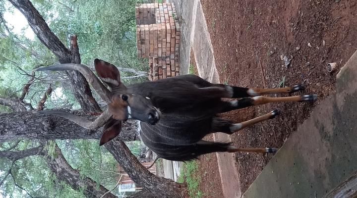 Ngulube Self Catering @ Leeupoort Vakansie