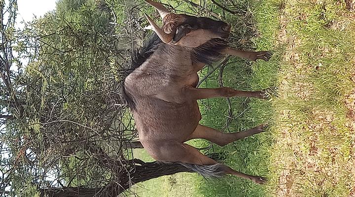 Ngulube Self Catering @ Leeupoort Vakansie