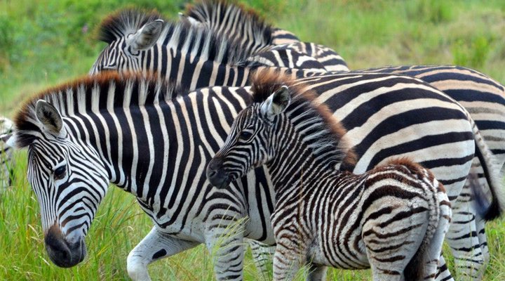 Nkumbe Wildlife Tented Camp Estate
