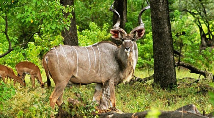 Nkumbe Wildlife Tented Camp Estate