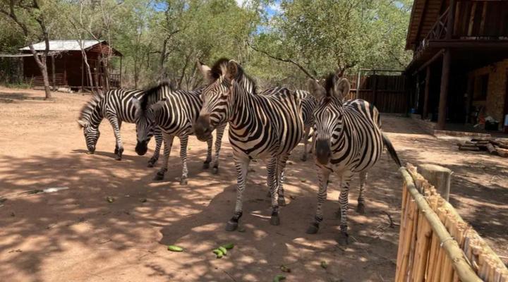 Ivory Sands Safari Lodge